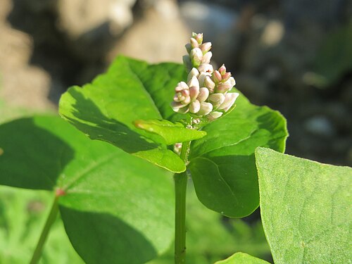 Buckwheat: Verwilderter Buchweizen ( Fagopyrum esculentum ) bei Reilingen