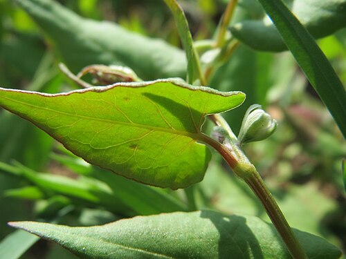 Buckwheat: Echter Buchweizen ( Fagopyrum esculentum ) auf einer Ackerbrache bei Hockenheim
