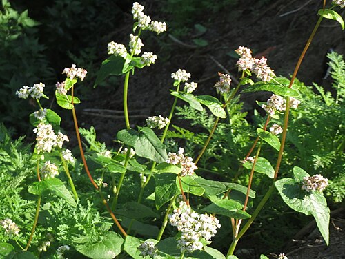 Buckwheat: Verwilderter Buchweizen ( Fagopyrum esculentum ) bei Reilingen