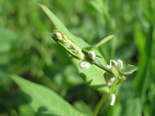 Buckwheat: Echter Buchweizen ( Fagopyrum esculentum ) auf einer Ackerbrache bei Hockenheim