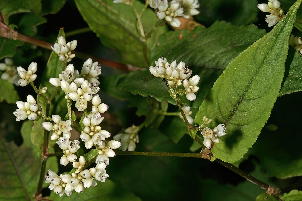 Buckwheat: Fagopyrum esculentum , flowers; Manie van der Schijff Botanical Garden, University of Pretoria, Pretoria, Gauteng, South Africa