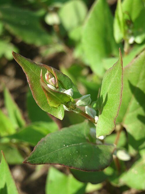 Buckwheat: Echter Buchweizen ( Fagopyrum esculentum ) auf einer Ackerbrache bei Hockenheim