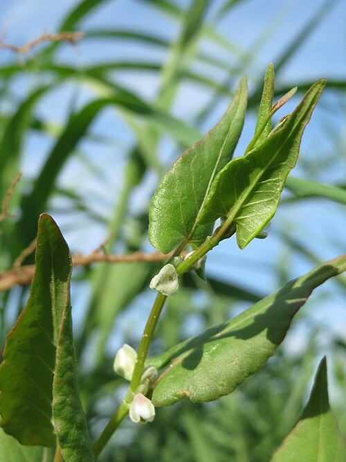 Buckwheat: Echter Buchweizen ( Fagopyrum esculentum ) auf einer Ackerbrache bei Hockenheim