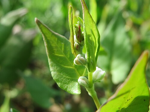 Buckwheat: Echter Buchweizen ( Fagopyrum esculentum ) auf einer Ackerbrache bei Hockenheim