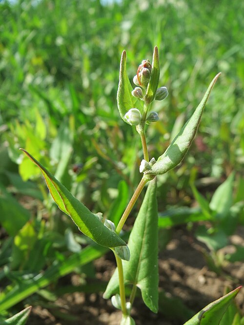 Buckwheat: Echter Buchweizen ( Fagopyrum esculentum ) auf einer Ackerbrache bei Hockenheim