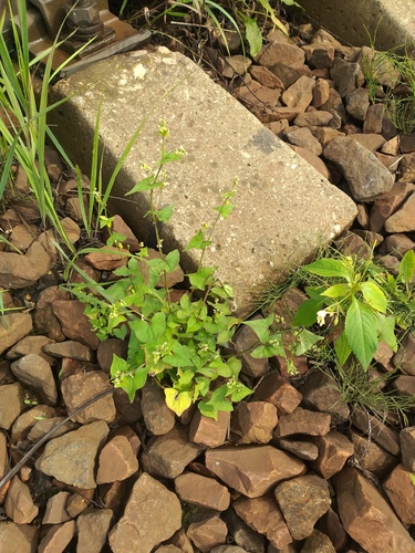 Tartary buckwheat (Fagopyrum tataricum)
