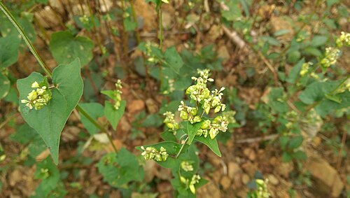 Tartary buckwheat: Cây mạch đăng (Fagopyrum tataricum) trên cao nguyên Đồng Văn, Hà Giang, Việt Nam.