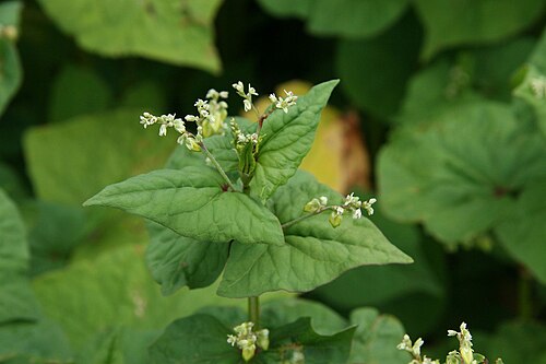 Tartary buckwheat: The tartary buckwheat, Fagopyrum tataricum, in a buckwheat field in the region Oesling, the northern part of Luxembourg