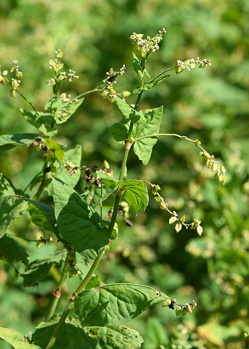 Tartary buckwheat: Fagopyrum tataricum in the Botanischer Garten, Berlin-Dahlem