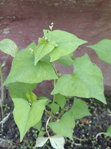 Tartary buckwheat (Fagopyrum tataricum)
