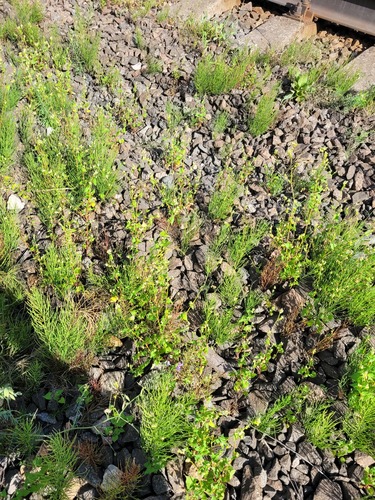 Tartary buckwheat (Fagopyrum tataricum)