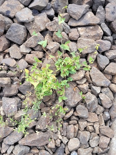 Tartary buckwheat (Fagopyrum tataricum)