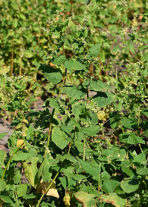 Tartary buckwheat: Fagopyrum tataricum in the Botanischer Garten, Berlin-Dahlem