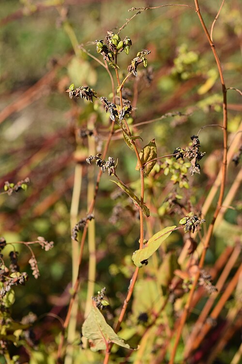 Tartary buckwheat: Fagopyrum tataricum in PAN Botanical Garden in Warsaw