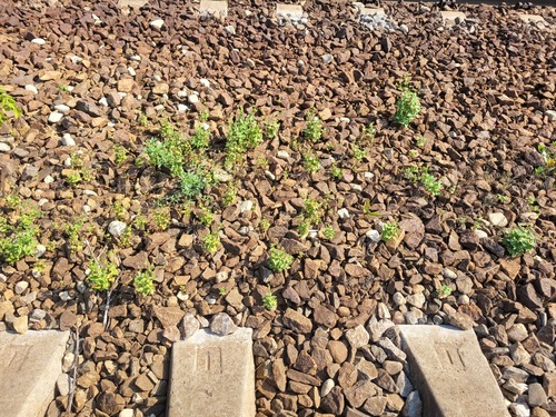 Tartary buckwheat (Fagopyrum tataricum)
