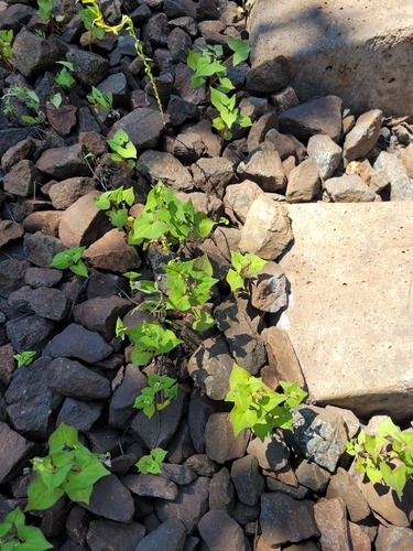 Tartary buckwheat (Fagopyrum tataricum)