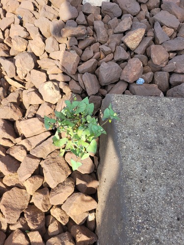 Tartary buckwheat (Fagopyrum tataricum)