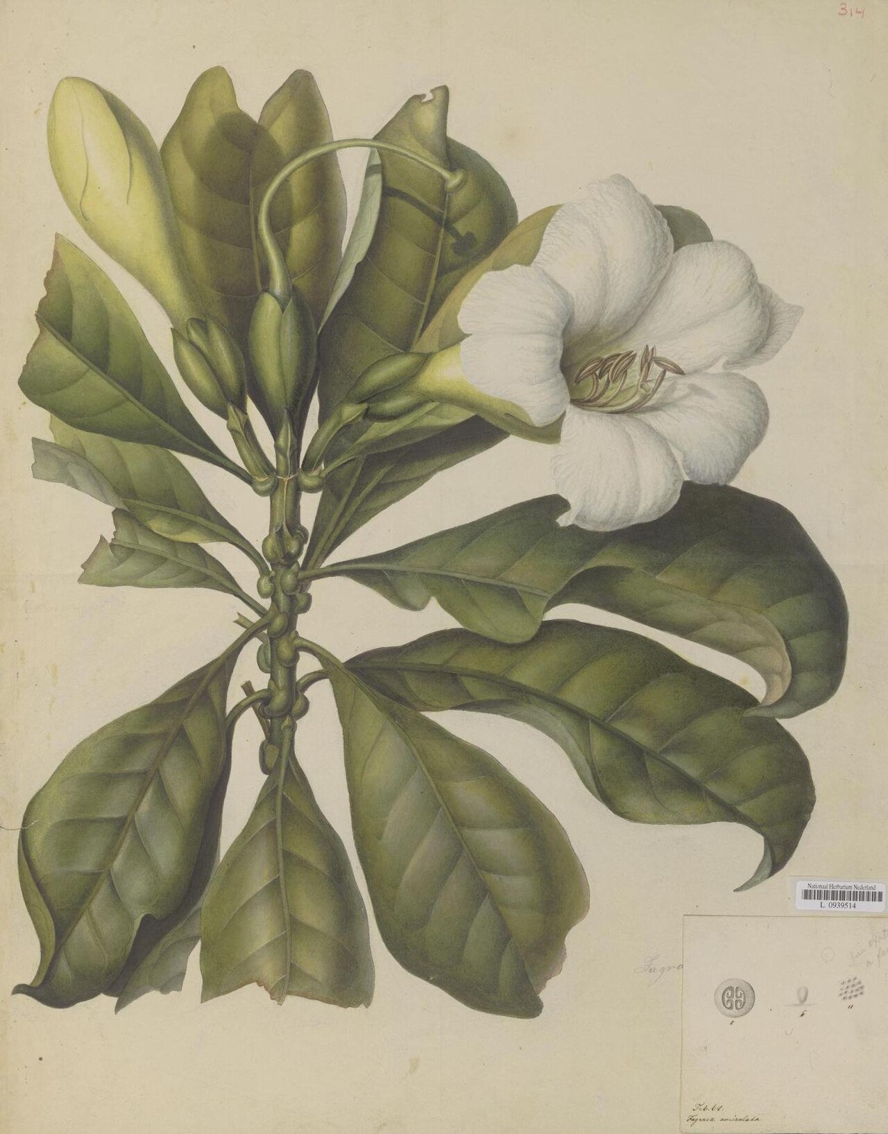 Fagraea auriculata: Fagraea auriculata Jack