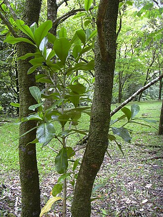 Cape jitta: Fagraea berteroana (habit). Location: Maui, Keanae Arboretum