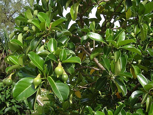Cape jitta: Fruits (not seeds!) of the Fagraea berteriana (Pua, the famous Pua-ko-fanongo-talanoa itself) on Tonga