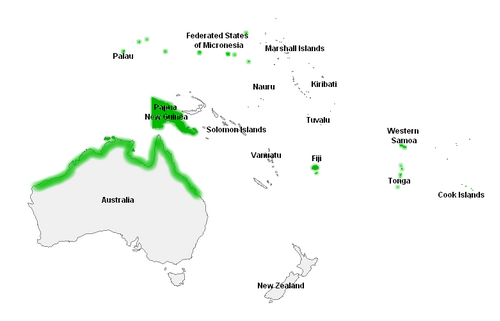 Cape jitta: Fagraea baeteroana range.