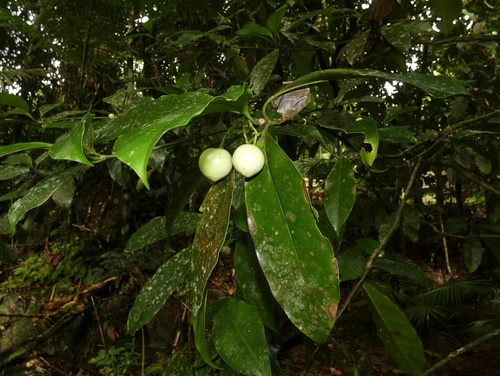 Porcelain fruit (Fagraea cambagei)