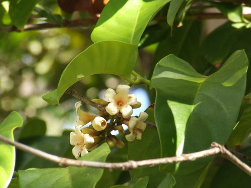 Porcelain fruit (Fagraea cambagei)