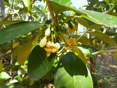 Porcelain fruit (Fagraea cambagei)