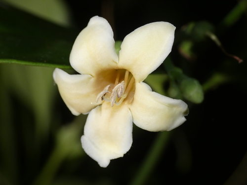 Porcelain fruit (Fagraea cambagei)