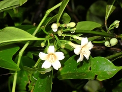 Porcelain fruit (Fagraea cambagei)
