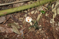 Porcelain fruit (Fagraea cambagei)