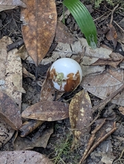 Porcelain fruit (Fagraea cambagei)