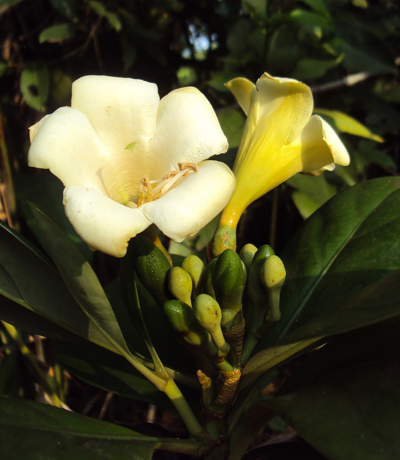 Fagraea ceilanica: Fagraea ceilanica
