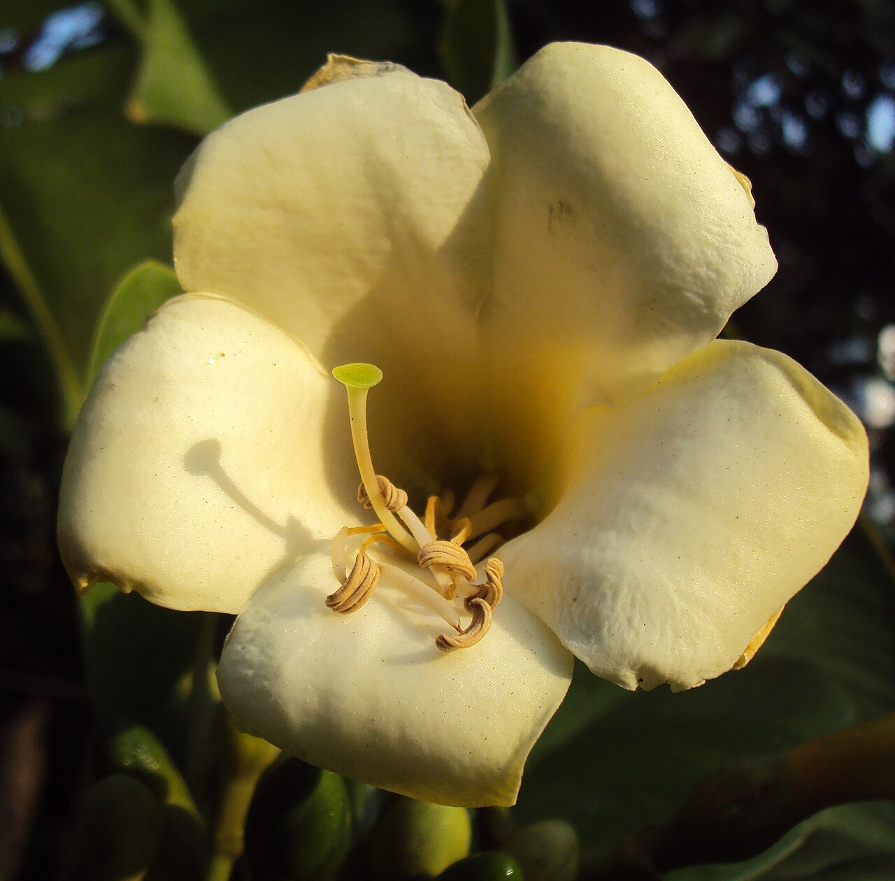 Fagraea ceilanica: Fagraea ceilanica