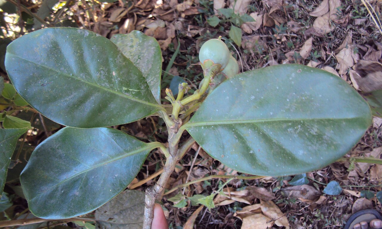Fagraea ceilanica: Fagraea ceilanica