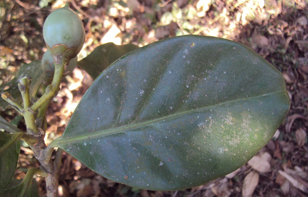 Fagraea ceilanica: Fagraea ceilanica