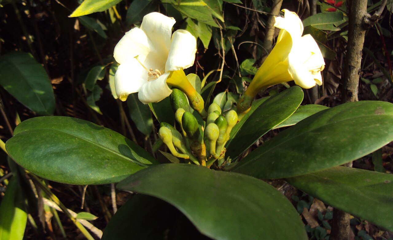 Fagraea ceilanica: Fagraea ceilanica