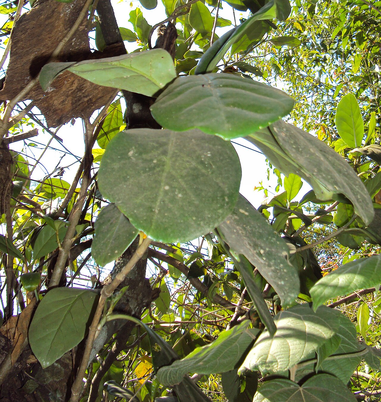 Fagraea ceilanica: Fagraea ceilanica