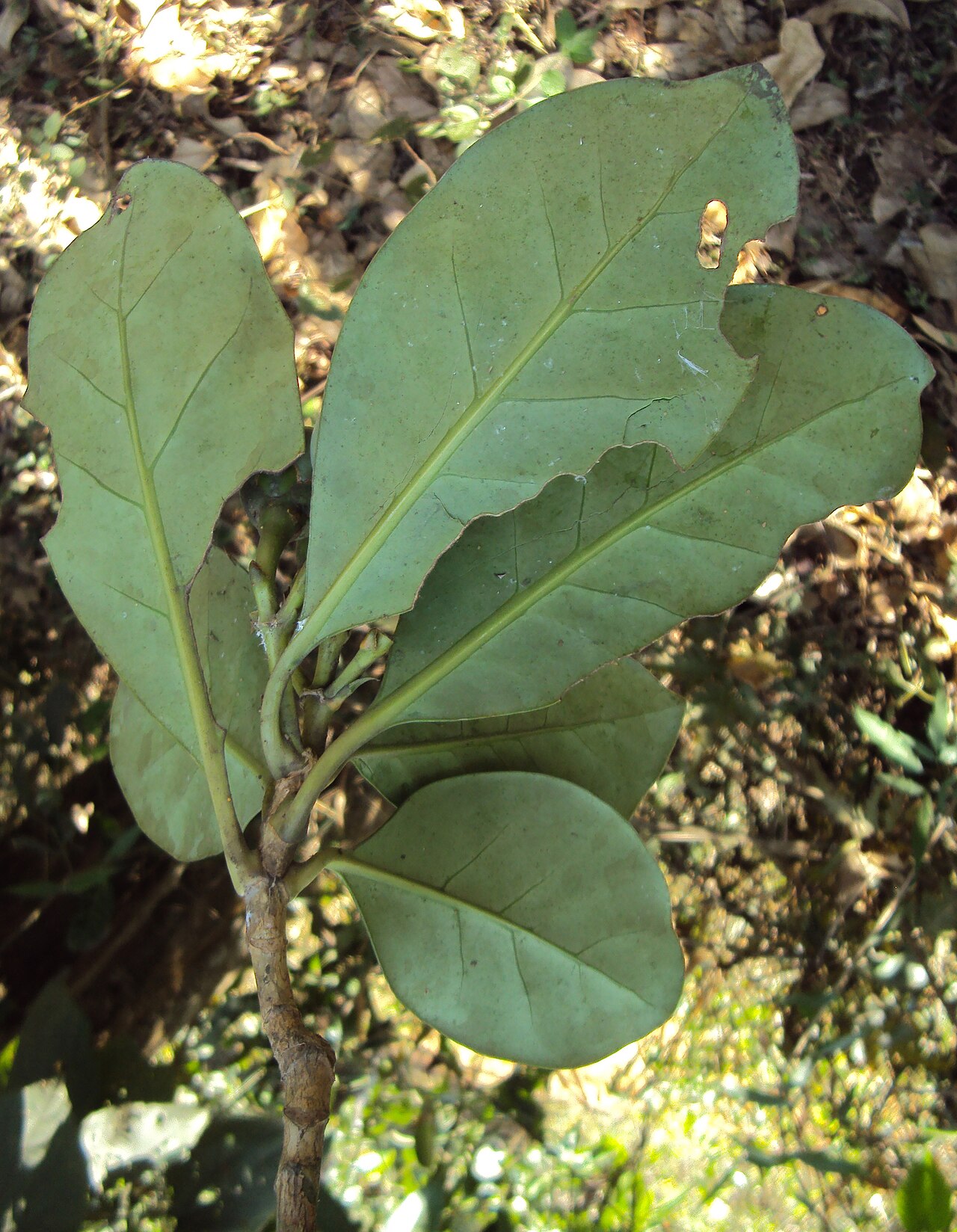 Fagraea ceilanica: Fagraea ceilanica