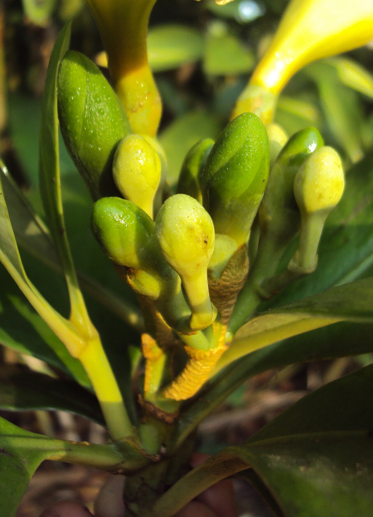 Fagraea ceilanica: Fagraea ceilanica
