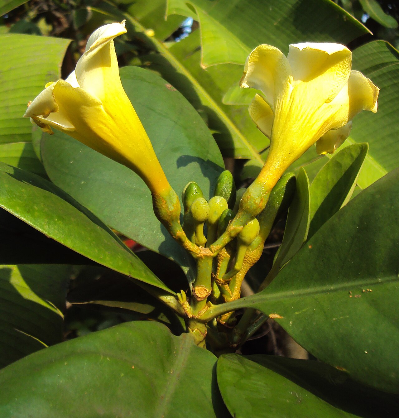 Fagraea ceilanica: Fagraea ceilanica