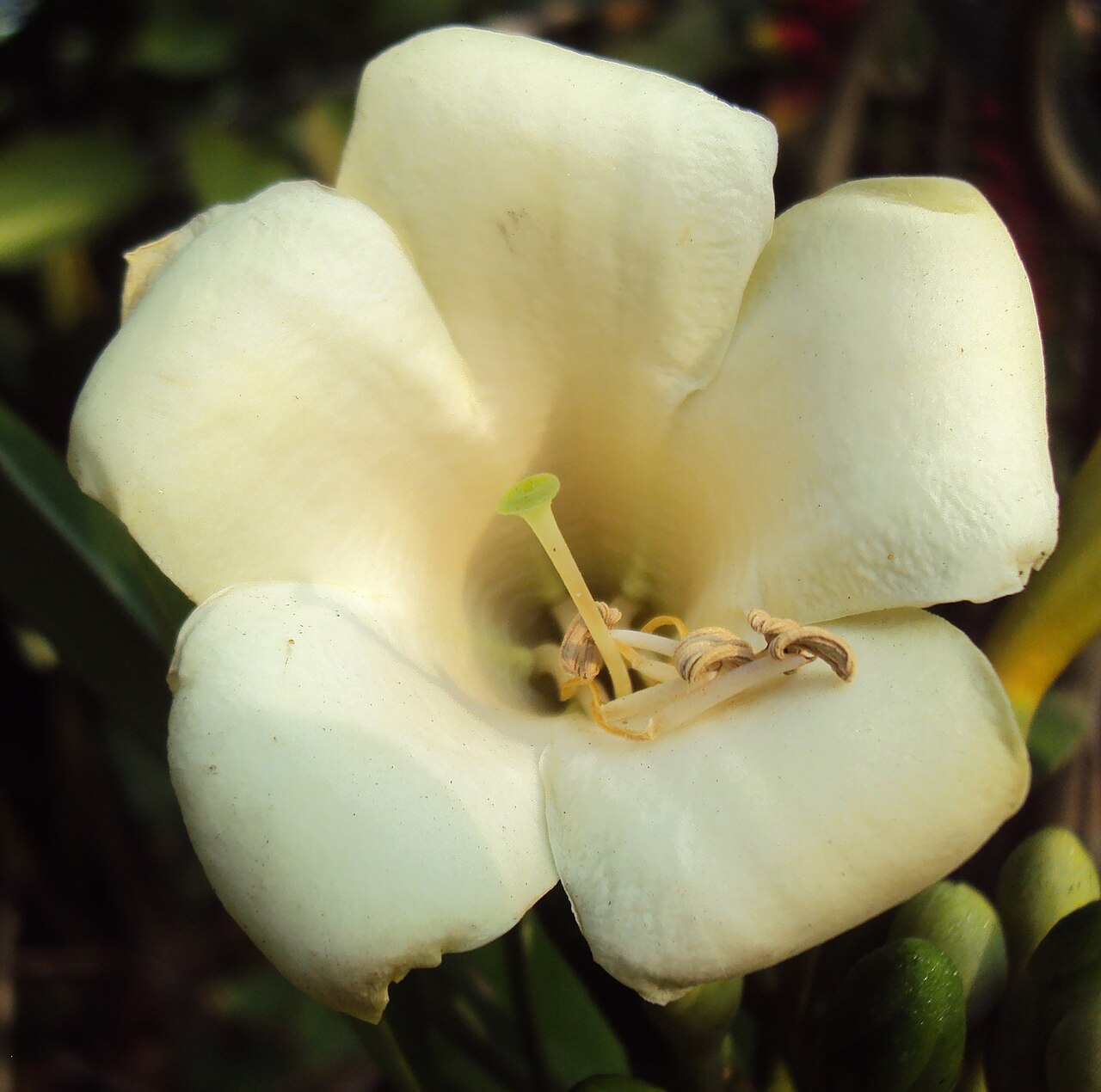 Fagraea ceilanica: Fagraea ceilanica
