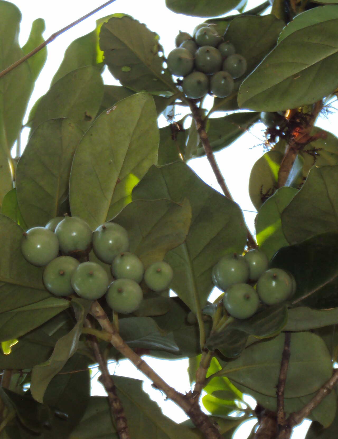 Fagraea ceilanica: Fagraea ceilanica