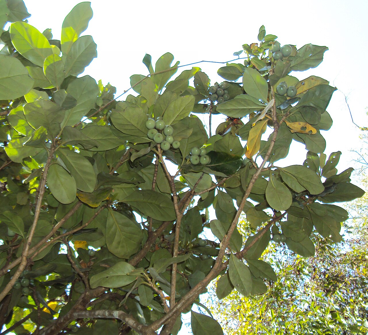 Fagraea ceilanica: Fagraea ceilanica