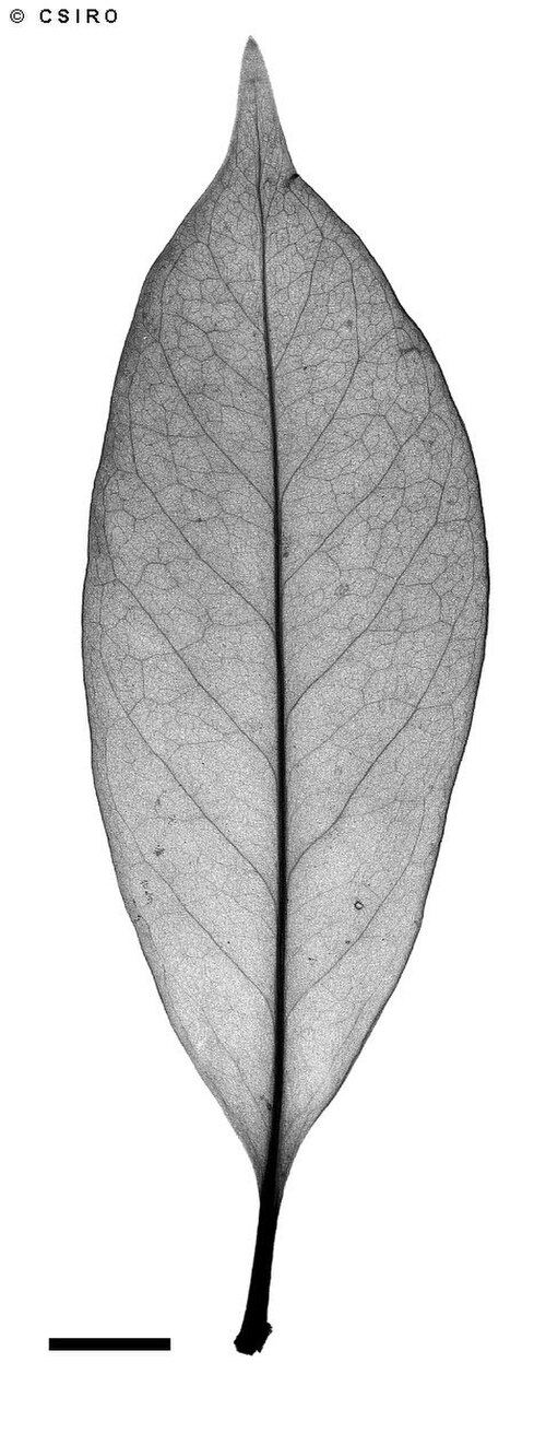 Yellowheart: Fagraea fagraeacea x-ray of leaf