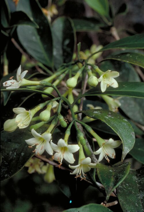 Yellowheart: Flowers of Fagraea fagraeacea