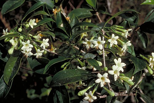 Yellowheart: Flowers of Fagraea fagraeacea