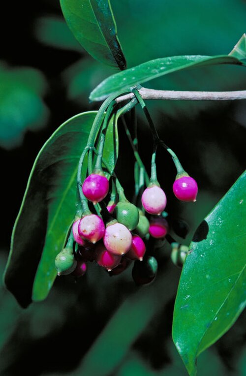 Yellowheart: Fruit of Fagraea fagraeacea