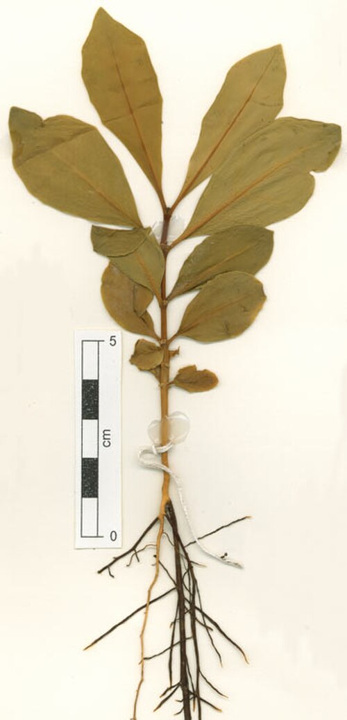 Yellowheart: Fagraea fagraeacea seedling