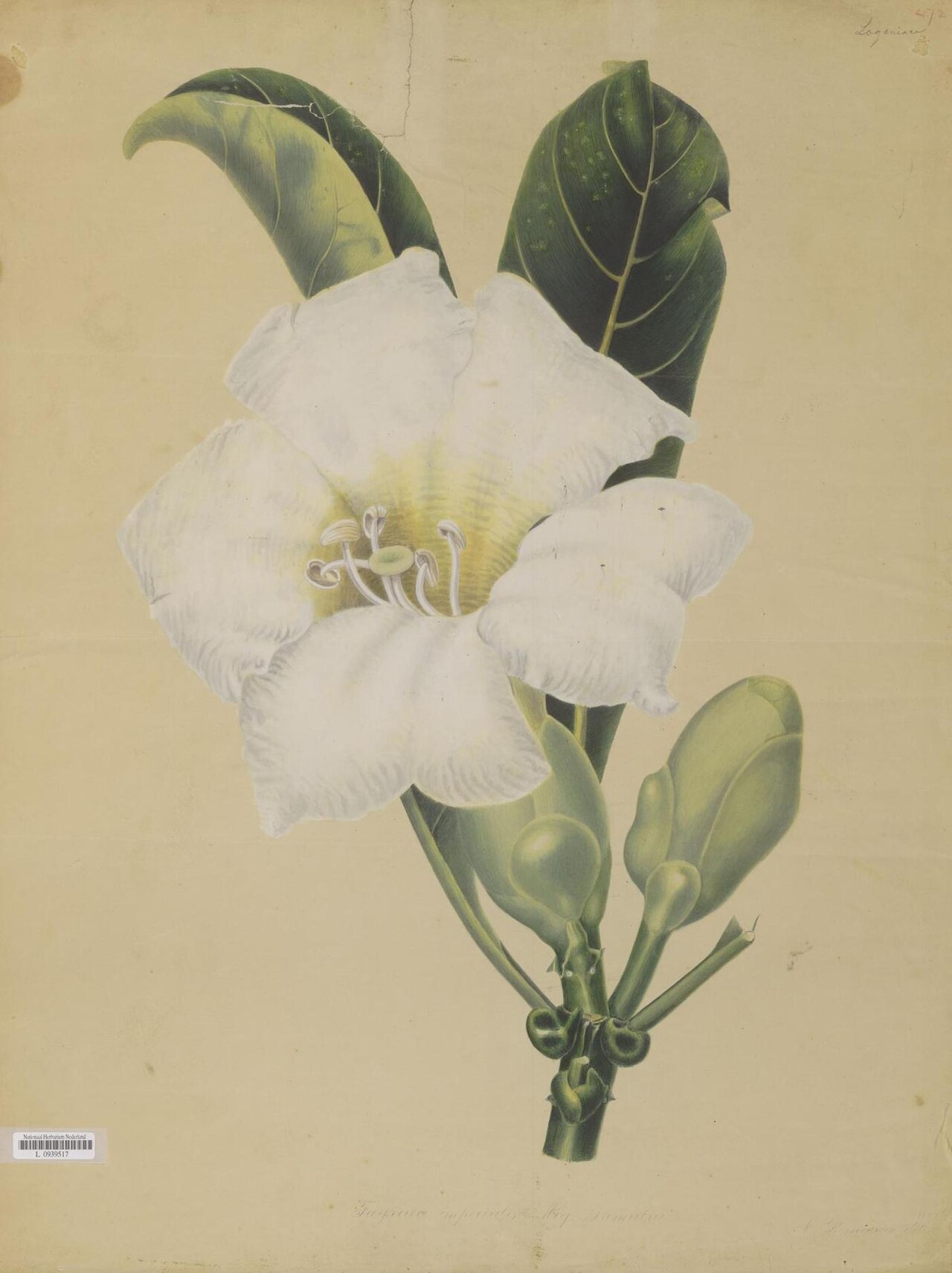 Fagraea imperialis: Fagraea imperialis Miquel